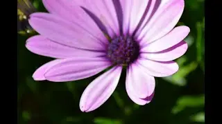 Waltz of the Flowers by Tchaikovsky#Classic#Music#of the mind#