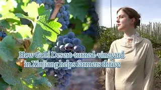 GLOBALink | How Gobi Desert-turned-vineyard in Xinjiang helps farmers thrive