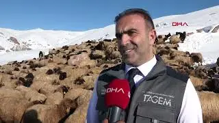 Göç etmeyen tek köy, Norduz koyununun neslini kurtardı