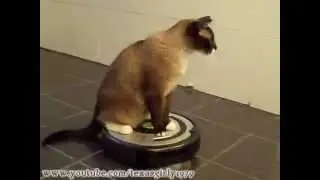 Robot stofzuiger Roomba BesteKeus.nl Leukste Filmpjes