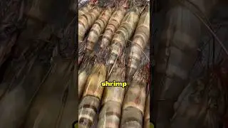 The Giant Tiger Prawn (Penaeus Monodon)