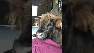 Champ Gives the Best Snuggles 🐮💖 | Mini Fluffy Cow Cuddle Time