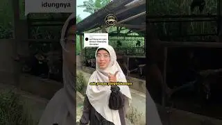BEGINI PROSES PASANG KELUH SAPI 🔗🐮 #fypシ #pecintasapi