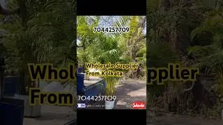 Oxygenkart Arica Palm, Pack Of- Wholesale #viralshorts