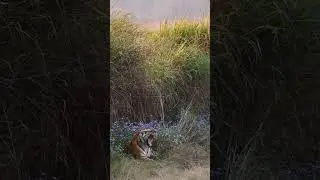 #dudhwa #terai #india #nature #safari #animals #jungle #forest #conservation #wildlife #gabbar #love