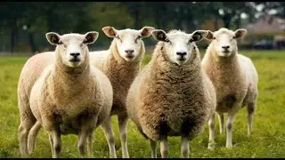 ONE Agritech Programme - Measure to Manage &ndash; Sheep