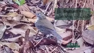 Ringed Antpipit (Corythopis torquatus) registration in Arena Blanca reserve, San Martin - Peru