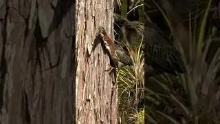 Noisy Green Heron. #shorts