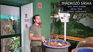 Tropicarium Budapest - Imádkozó sáska
