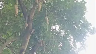 sausage tree or swietenia humilis #sausage  #tree