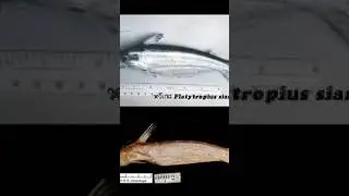 Siamese Flat Barbelled Catfish #extinctioncometh #extinction #siamese #thailand #catfish #fish
