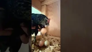 A cracked #eggs?! #backyardflock #chicken #freerangechickens #fresheggs