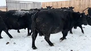 Chad Kisslinger complete dispersal 