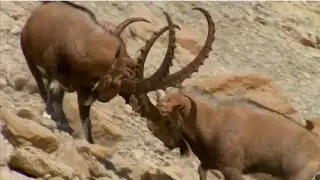 Ibex Fight || Mountain Goats Fighting || Himalayan Ibex
