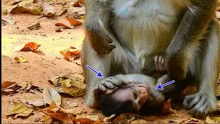 Hard Life Baby Anissa Got From Own Mum | Anna Fight Reject Anissa Milk