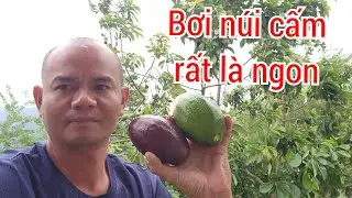 hái bơi núi cấm núi cấm cho bà con bơi núi cấm rất là ngon