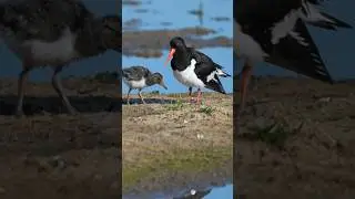 Adorable Oyster Catcher Parent And Baby! #wildlifefilmmaker #photography #wildlifefilmmaking