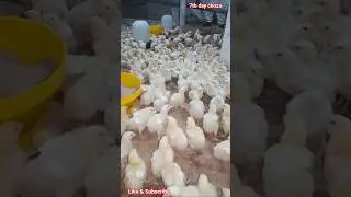Chicks || Poultry farming