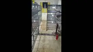 خلايا التبريد للفراخ وأهمية الشفاط_ وشغل البطاريات والمكان بعد تجهيزه
