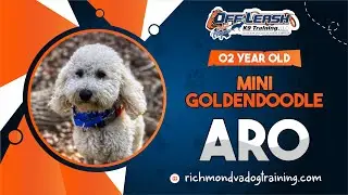 Jackson | 2Yo. Mini Goldendoodle | Off Leash K9 Training | Best dog Trainers in Stafford