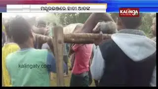 Elderly man attacked in elephant attack in Mayurbhanj  | Kalinga TV