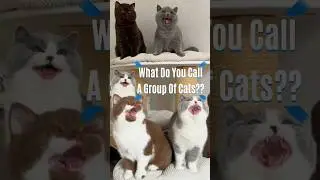 &ldquo;What Do You Call This Fluffy Cat Gang? 🤔😹 #catsquad #britishshorthair #funnyshorts