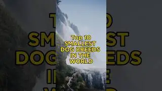 Top 10 Smallest Dog Breeds In The World