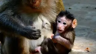 baby monkey request mom for milk