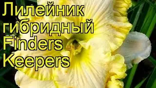 Лилейник гибридный Файндерс Киперс. Краткий обзор, описание hemerocallis Finders Keepers