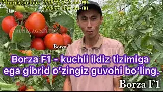 Borza F1 - кучли илдиз тизимига эга гибрид ўзингиз гувоҳи бўлинг.