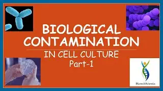 Biological Contamination In Cell Culture  Part-1 | Sources Of Contamination In cell Culture Part-1