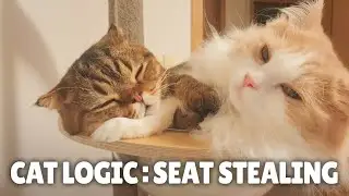 Cat Logic: Seat Stealing | Kittisaurus