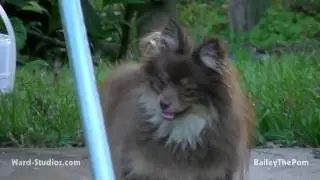 Barks at and Chases Pool Leaf Rake