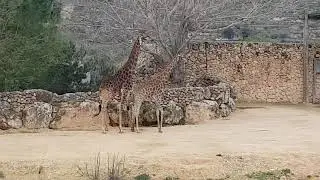 Transvaal giraffe courtship