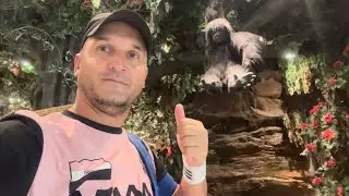 La Mall &icirc;n Miami🌴Pelicanii și Iguanele🎬Mesaj pt Patron&hellip;