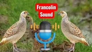 जंगली तीतर की बेस्ट आवाज!The best wild pheasant sound!teetar ki awaaz francolin female sounds 