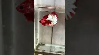 Ngắm ho&agrave;i kh&ocirc;ng ch&aacute;n lu&ocirc;n 🥰|Red Fancy Copper| #thuducbettafarm #nguyentuan #betta #fccp #bettafish