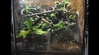 Making of the Vivarium - Tribolonotus
