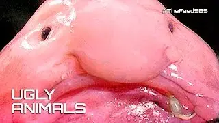 Ugly animals need saving too - The Feed