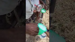 Fresh toddy palm