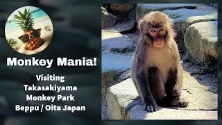 Unforgettable Encounter: Takasakiyama Monkey Park Adventure in Beppu, Japan!