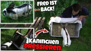 So DRESSIERE ich meine KANINCHEN! + FAIL! 😂 Schustrich S 2.0 ⭐