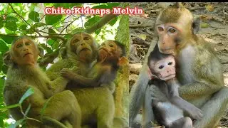 Young Kidnaper in Mila group.. Chiko used to kidnap Calvin, now she dare to kidnap prince Melvin