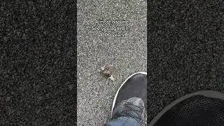 The immortal snail