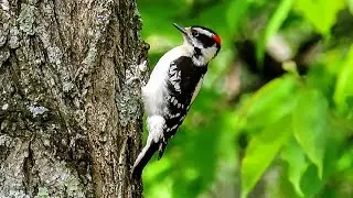 Downy Woodpecker Behavior