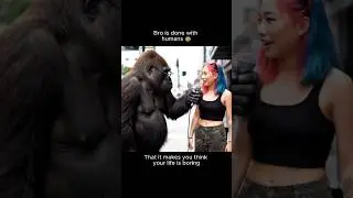 Gorilla interviewing people about politics. I think he is disappointed #interview #funny #gorilla