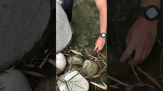 Hand-Catching a Giant Prawn in the Wild! 🦐 No Net, Just Pure Skill
