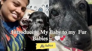 Vlog2Introducing my baby to my fur babies ☺️ #parenting #babybottles #timepass #familychannel 