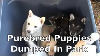 Purebred Puppies Abandoned In Park