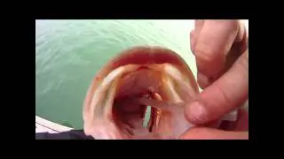Fizzing A Bass